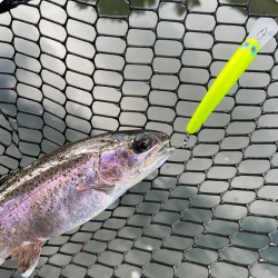T.H. Tackle | Tailwalk Silverna Taki Nyoro 60mm Воблер